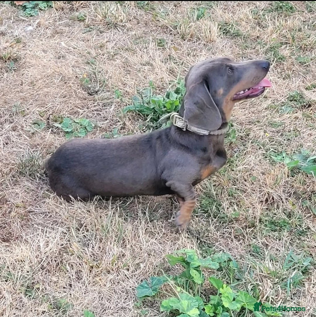 Miniature Dachshund dogs for sale: Isabella Dapple Boy left Miniature Dachshunds  - Image 9