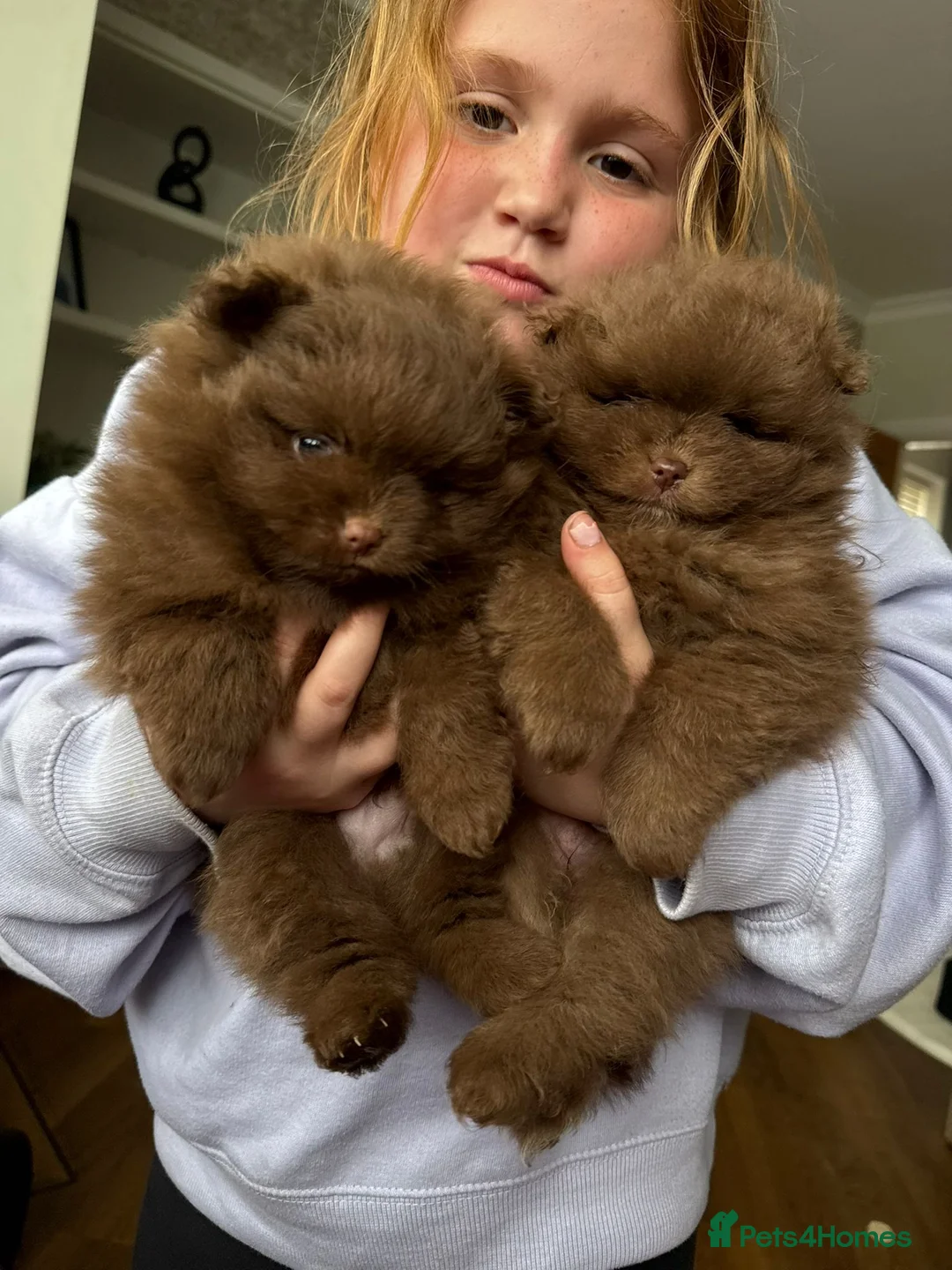 Pomeranian dogs for sale: Tiny pomeranian chocolate teddy - Advert 1