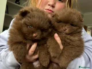 Pomeranian dogs Tiny pomeranian chocolate teddy - Advert 2