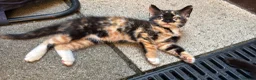 Mixed Breed cats for sale: Half Bengal - Half Mixed breed, litter trained,  in Enfield - Advert 14