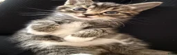 Mixed Breed cats for sale: 🐾 2 Beautiful Male Kittens Ready for Homes 🐾 in Ipswich - Advert 6