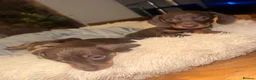 Miniature Dachshund dogs for sale: Stunning mini Dachshund boys for new homes 💙 - Advert 4