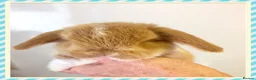 Mini Lop rabbits for sale: Gorgeous, purebred Mini lop babies ready October - Advert 13