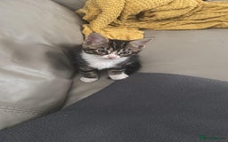 Domestic Shorthair cats for sale: 🤩🤩 6 beautiful babies 🤩🤩 - Image 1