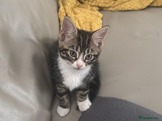 Domestic Shorthair cats for sale - Advert 1