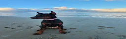 Dobermann dogs for sale: Reluctant but Necessary Sale - Advert 6