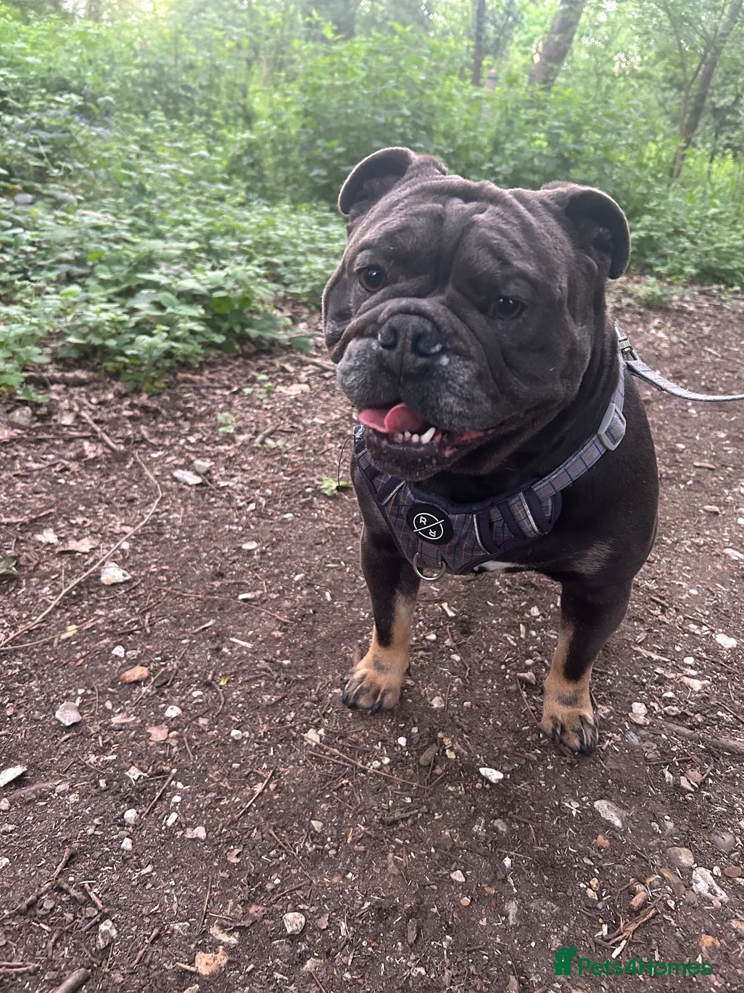 Mixed Breed dogs for sale: Winston looking for his forever home. in Southampton - Advert 2