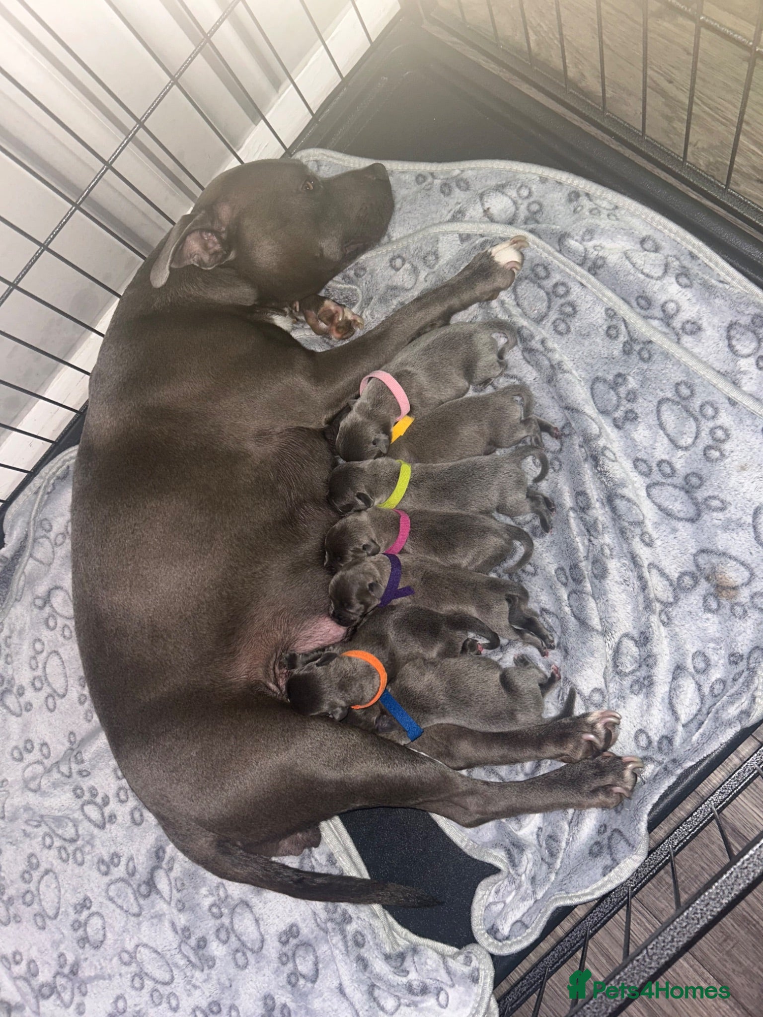 Staffordshire Bull Terrier dogs KC REG BLUE KING FURY PUPS - Advert 2