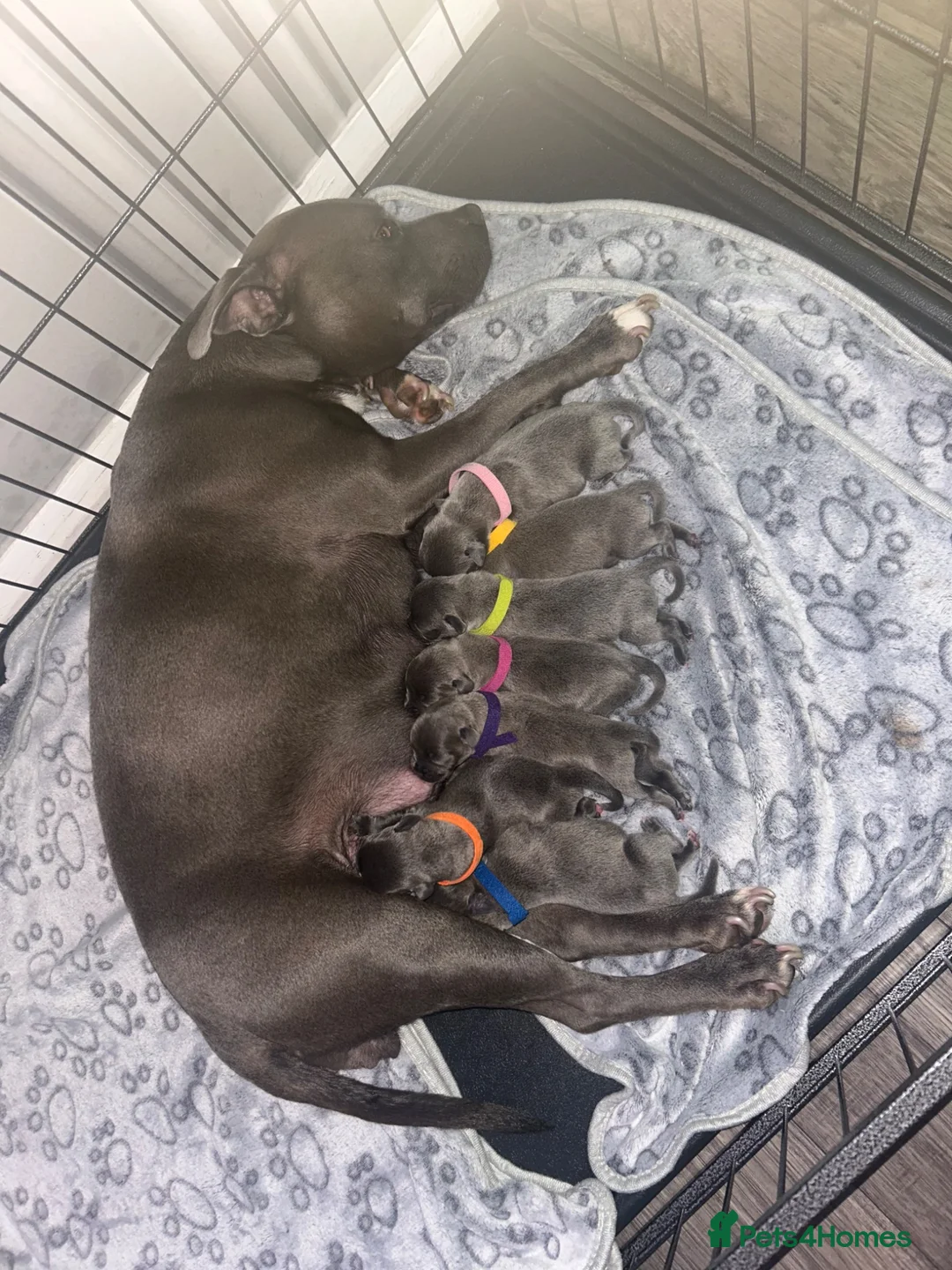 Staffordshire Bull Terrier dogs for sale: KC REG BLUE KING FURY PUPS - Advert 2