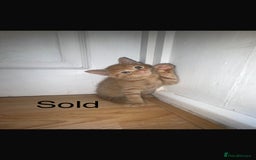Domestic Shorthair cats for sale: 3 beautiful female kittens  - Image 13