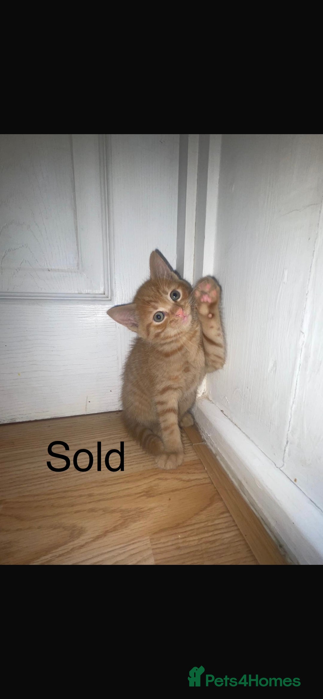 Domestic Shorthair cats for sale: 3 beautiful female kittens  - Image 13
