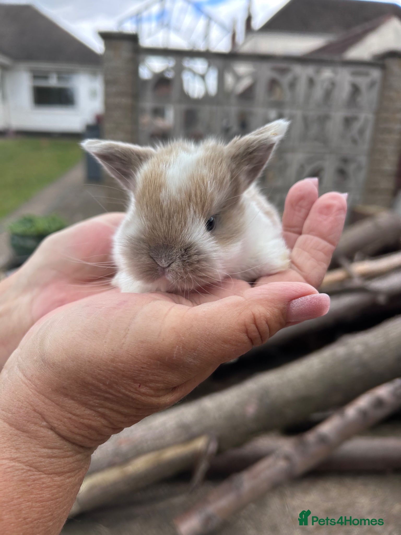Mini Lop rabbits Beautiful mini lops - Advert 17
