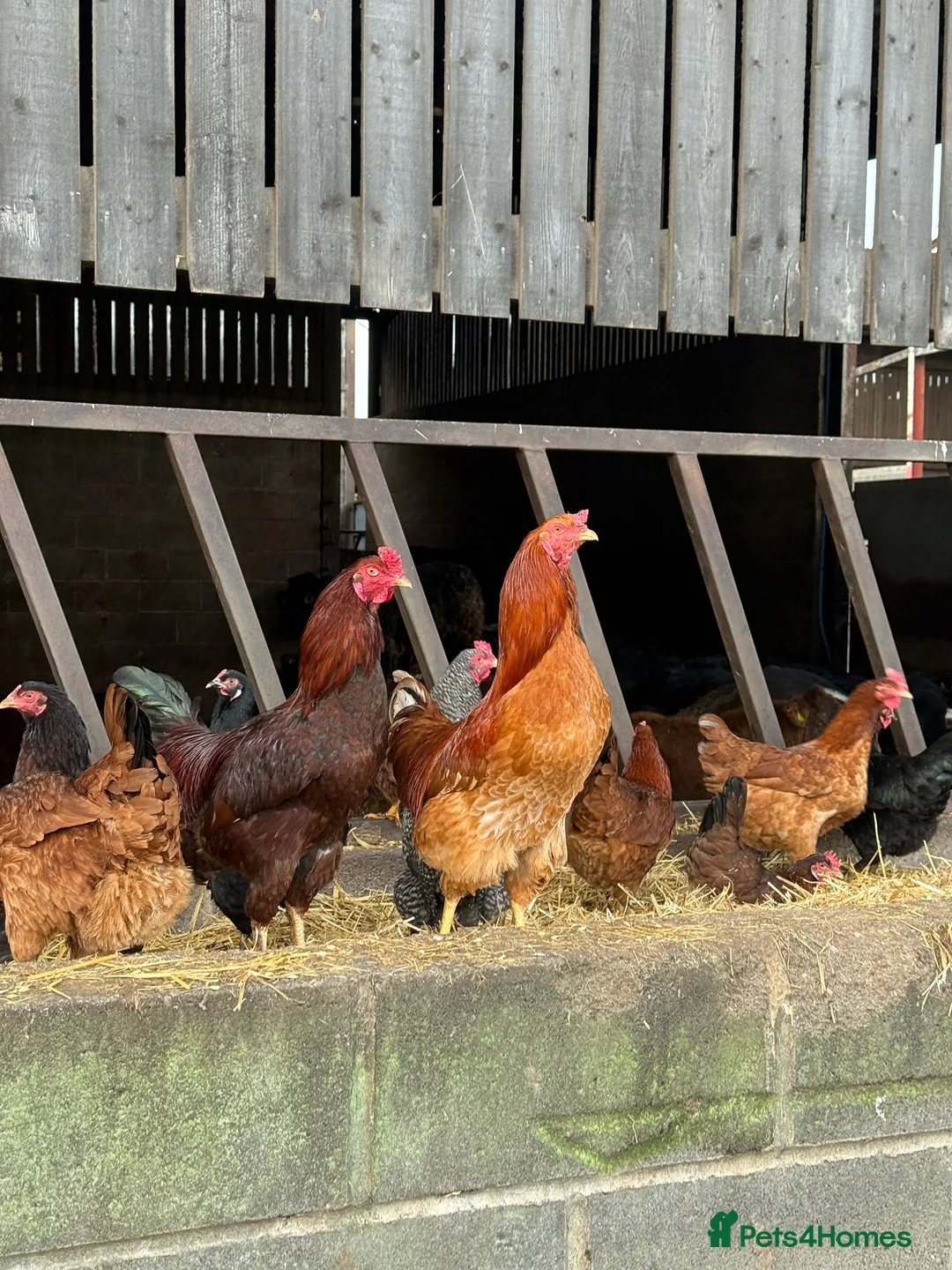 Chickens poultry for sale: Cockerels for sale  - Advert 2