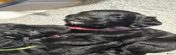 Labradoodle dogs for sale: Mini Labradoodles F1: Black & Blue Merle  in Thirsk - Advert 17