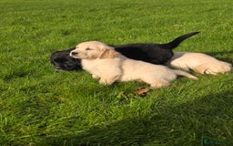 Mixed Breed dogs for sale: Stunning Golden Mountain pup's  - Advert 20