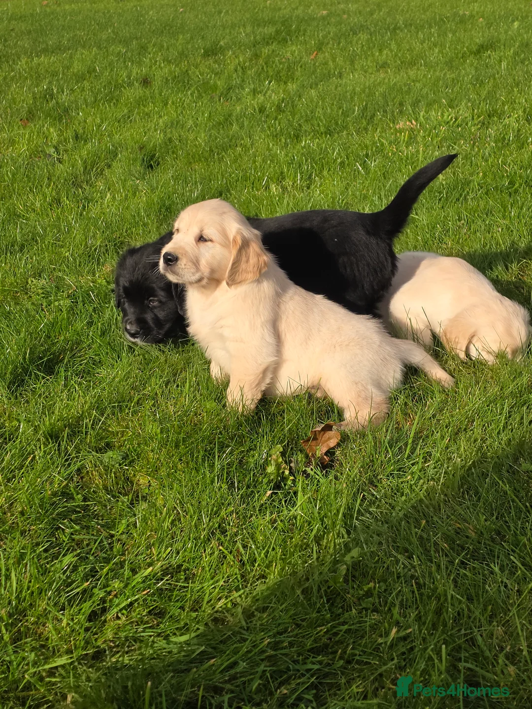 Mixed Breed dogs for sale: Stunning Golden Mountain pup's  - Advert 20