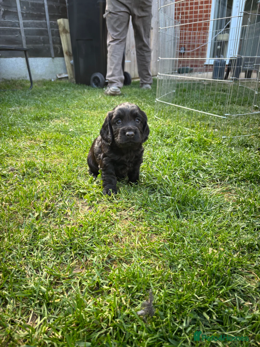 Cocker Spaniel dogs for sale: 1 Chocolate Boy - KC registered  - Advert 2