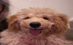 Toy Poodle dogs for sale: Toy poodle boy  - Image 5
