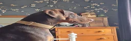 Dobermann dogs for sale: Rotterman Litter due November 9th  in Chorley - Advert 2