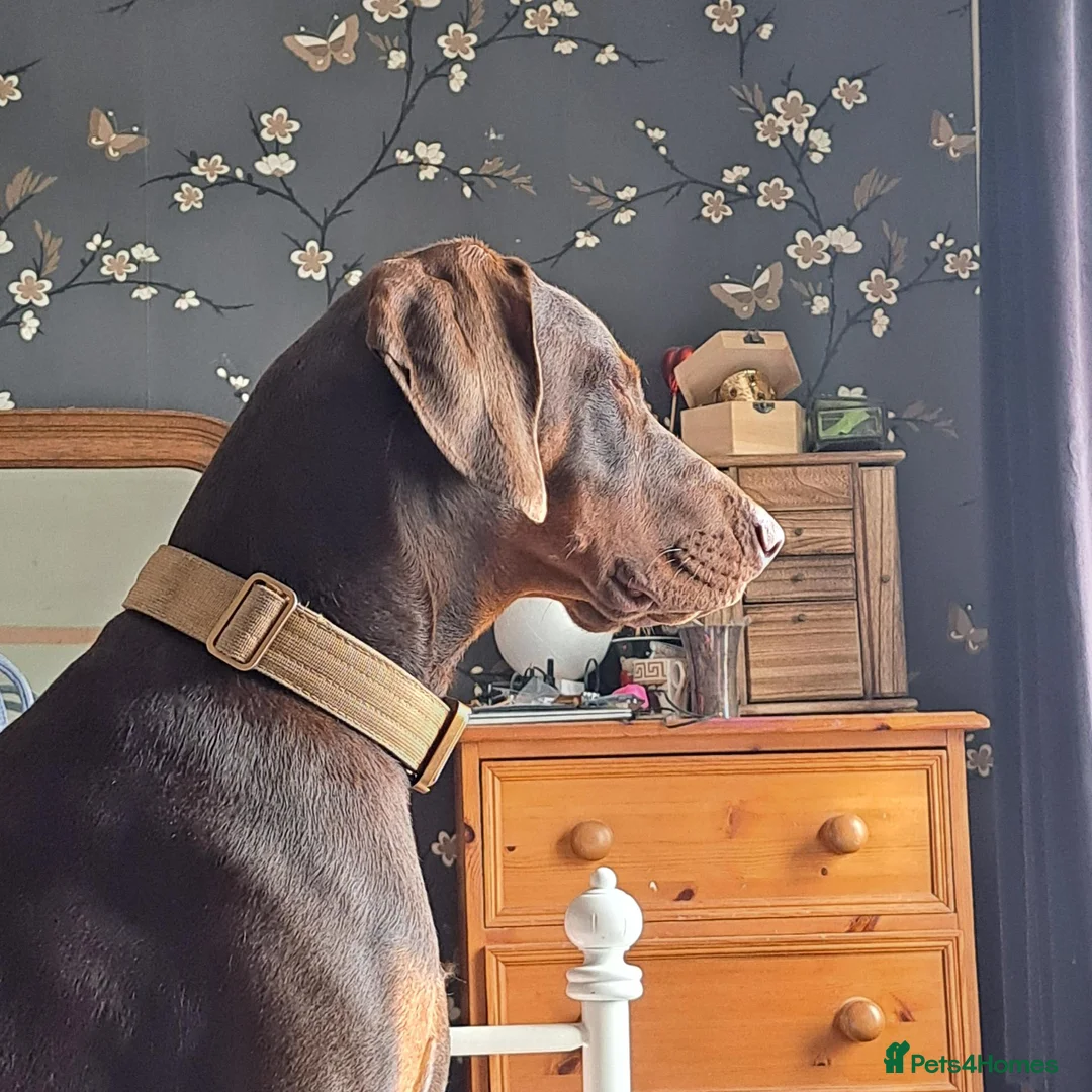 Dobermann dogs for sale: Rotterman Litter due November 9th  in Chorley - Advert 2