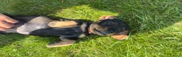 Dachshund dogs for sale: KC REG STANDARD WIRED HAIRED DACHSHUND (TECKELS) - Advert 13