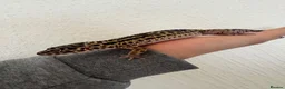 Leopard Gecko reptiles for sale: Mack snow leopard geko and full set up  in Nottingham - Advert 4