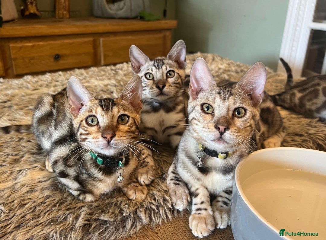 Bengal cats for sale: Beautiful Bengal Kittens Ready for Forever Homes - Image 12