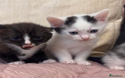 Ragdoll cats for sale: ✨ Three Gorgeous Long-Haired Ragdoll Mix Kittens ✨ - Image 5