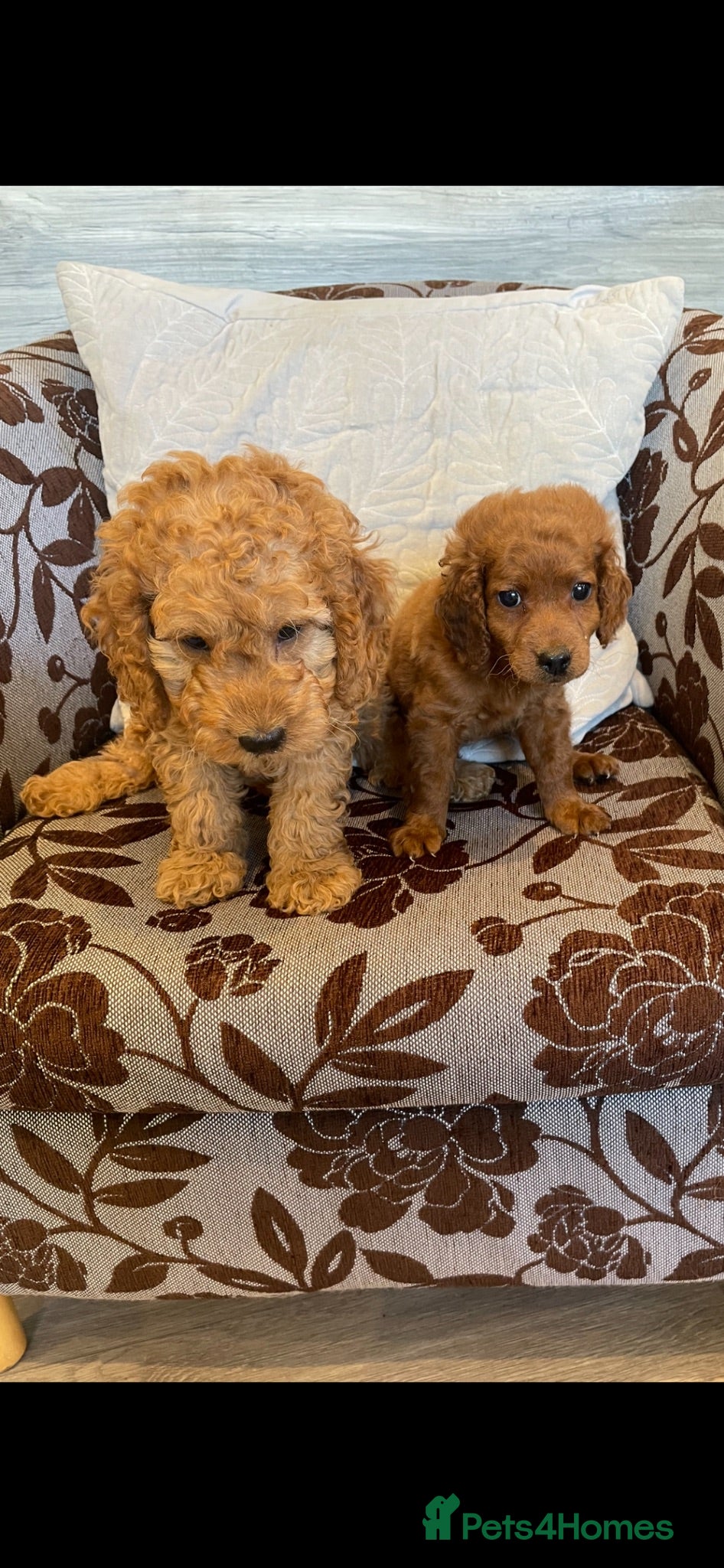 Cockapoo dogs COCKAPOO PUPS - Advert 2