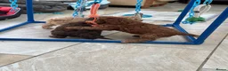 Cockapoo dogs for sale: Cockapoo F1 puppies  - Advert 10