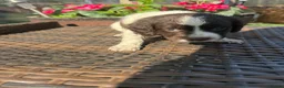 Mixed Breed dogs for sale: Sproodle Puppys for sale  in Aldershot - Advert 13