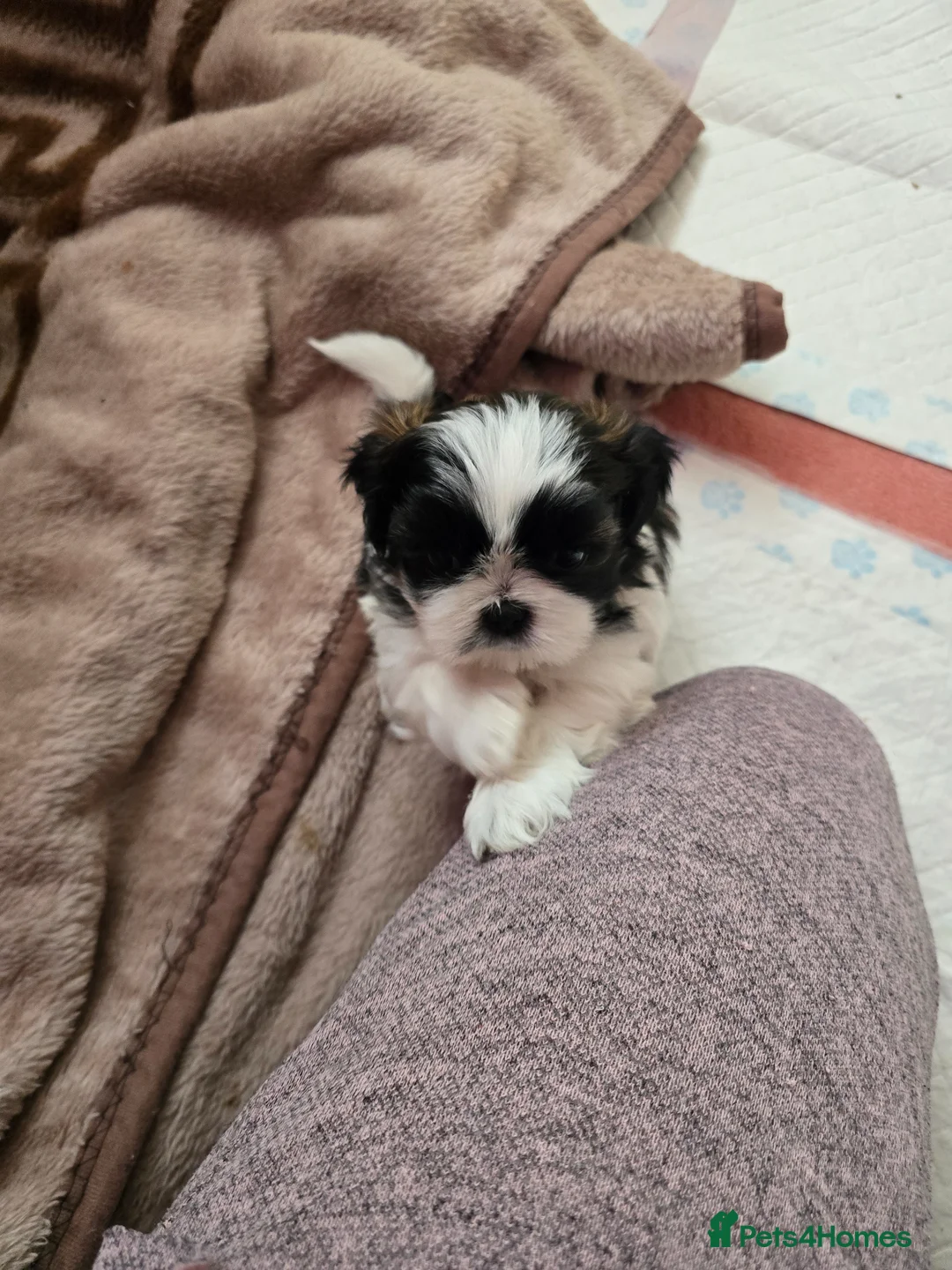 Shih Tzu dogs for sale: Hi my name is Maria  - Advert 2