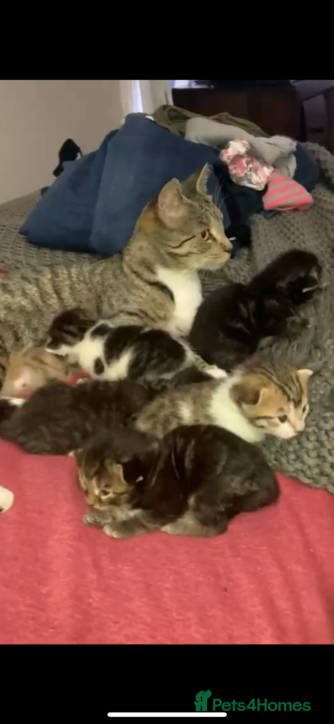 Mixed Breed cats for sale: Tabby Bengal Mix Kittens Ready  - Image 4