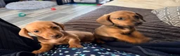 Miniature Dachshund dogs for sale: KC registered Miniature Smooth haired Dachshund  - Advert 11
