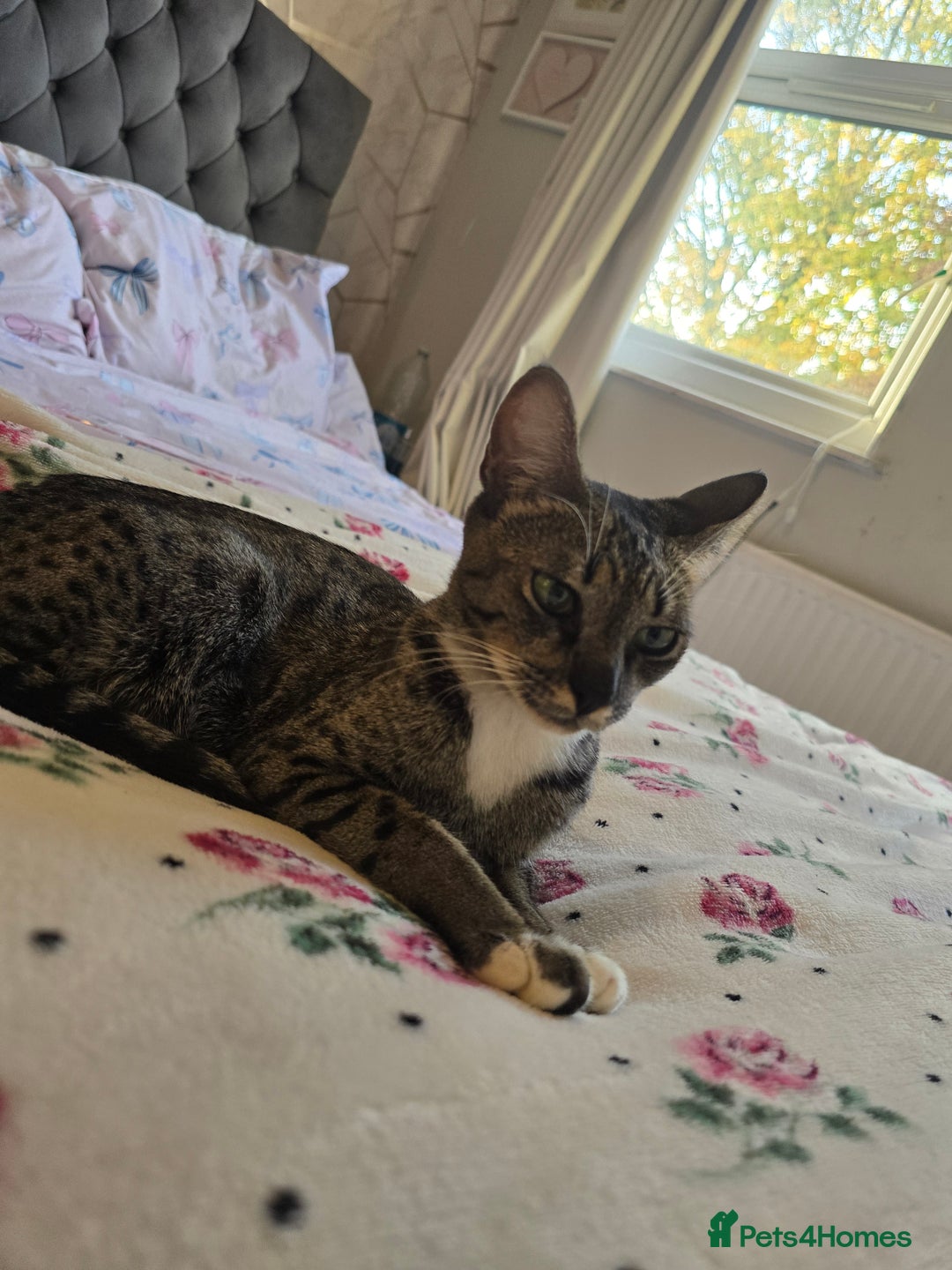 Savannah cats for sale: Beautiful Savannah Girl for 5* home - Image 7