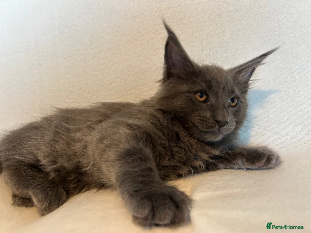 Maine Coon cats for sale: Maine Coon Kittens – 4 Available !!! - Advert 2