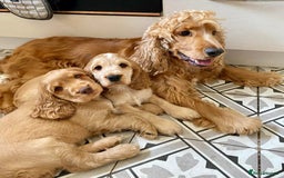 Cocker Spaniel dogs for sale: Waiting list open! KC reg Cocker Spaniel pups - Image 2