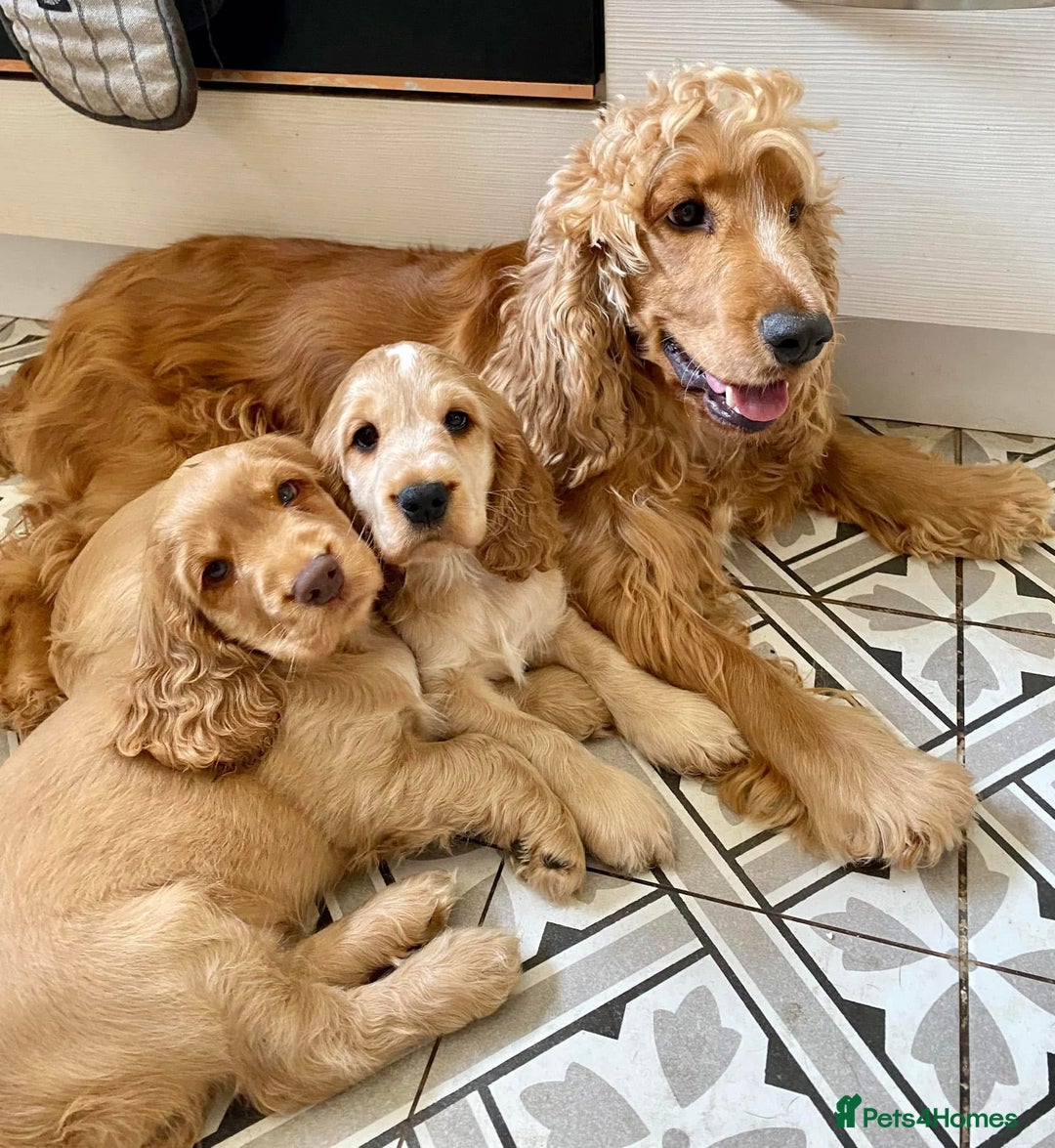 Cocker Spaniel dogs for sale: Waiting list open! KC reg Cocker Spaniel pups - Image 2