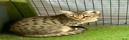 Savannah cats for sale: Young adult F3 female on active register  - Advert 3