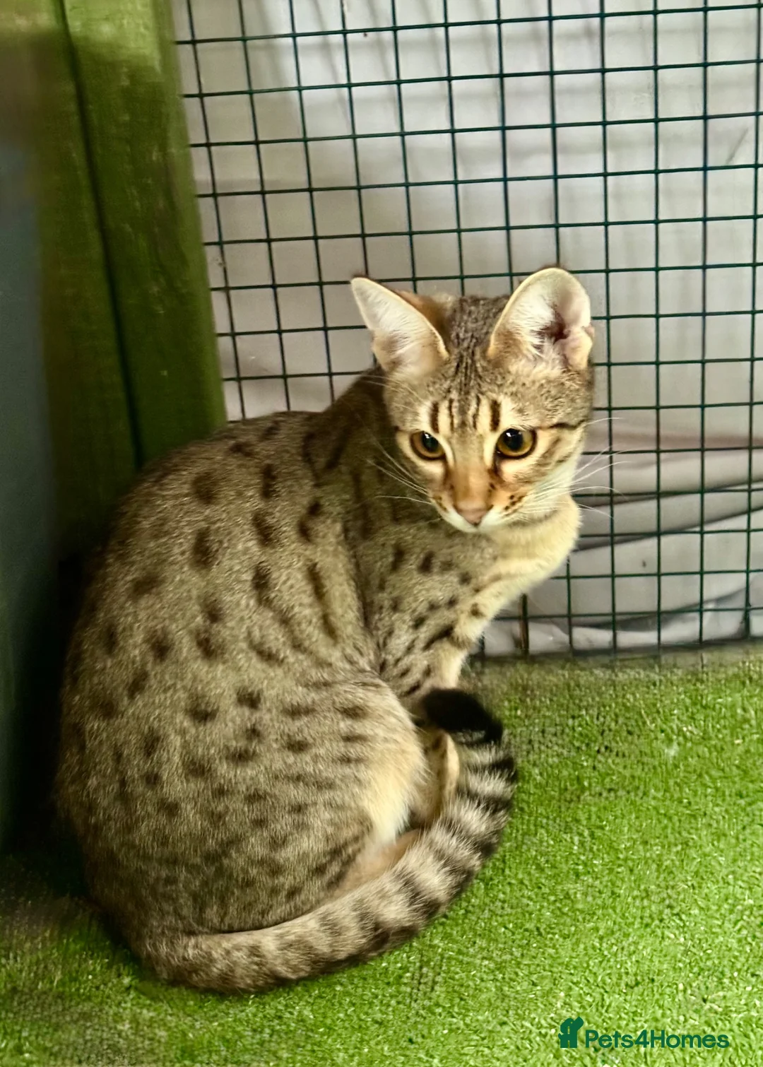 Savannah cats for sale: Young adult F3 female - Advert 2