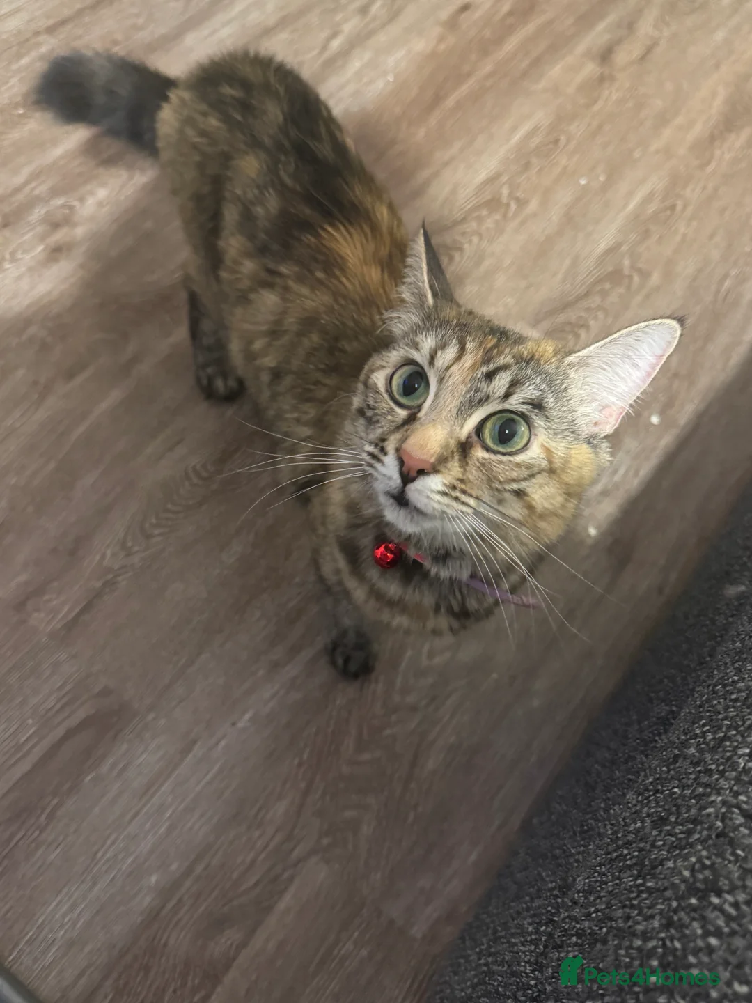 Mixed Breed cats for sale: Bengal x tabby kittens  in Gravesend - Advert 2