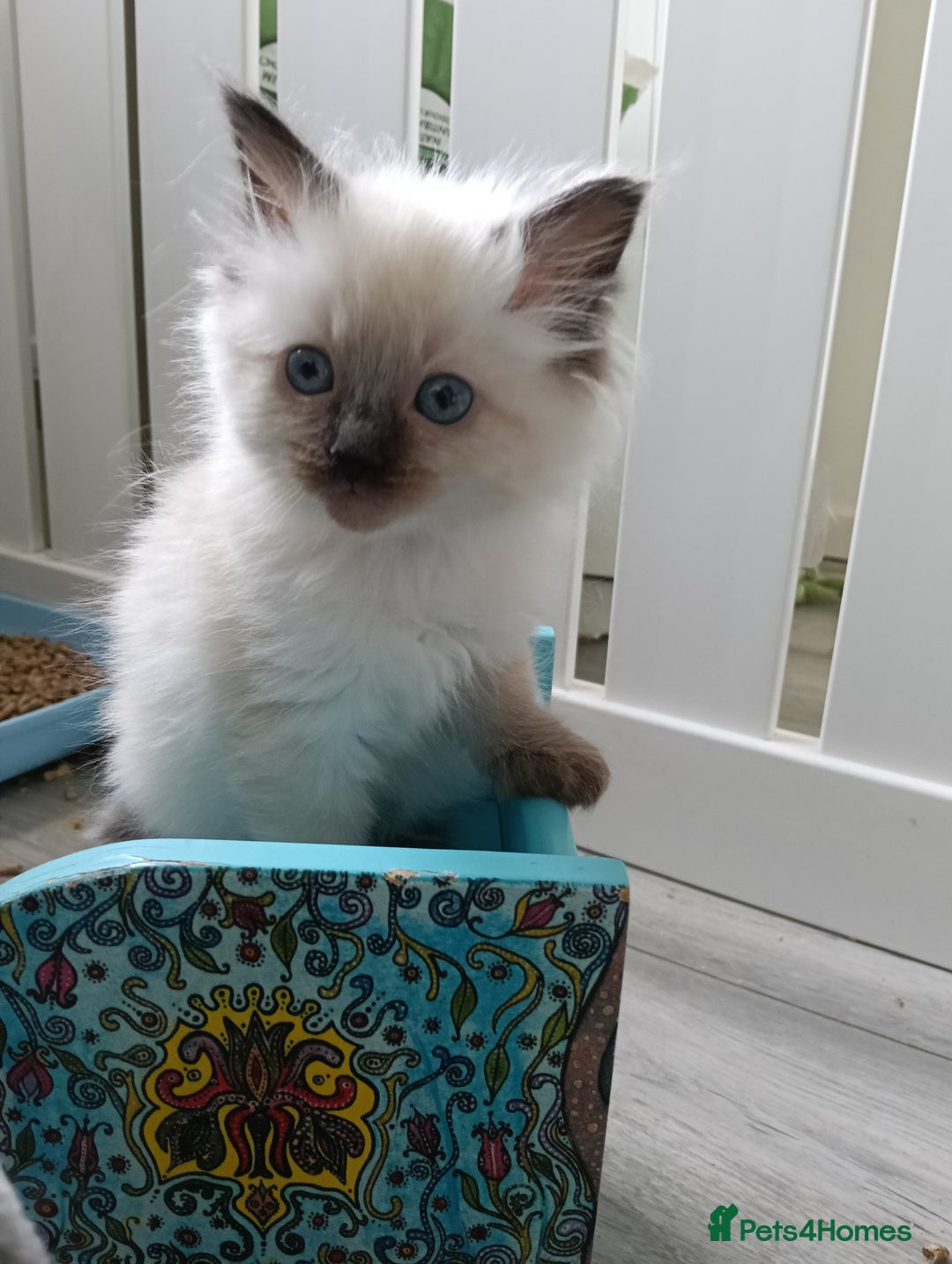 Ragdoll cats for sale: GCCF Reg'd Seal and Chocolate Ragdolls ready July  - Image 4