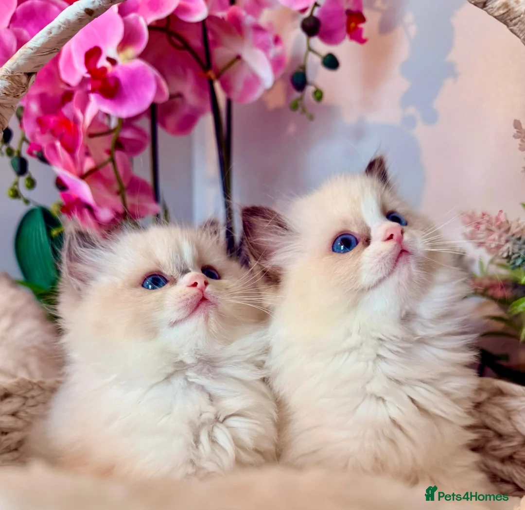 Ragdoll cats for sale: Premium Quality✨️🏆 TICA Reg European Ragdolls 🩷  - Advert 1