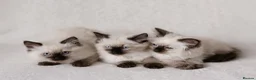 Ragdoll cats for stud: Ragdoll Blue Point Chocolate Carrier Stud  - Advert 9