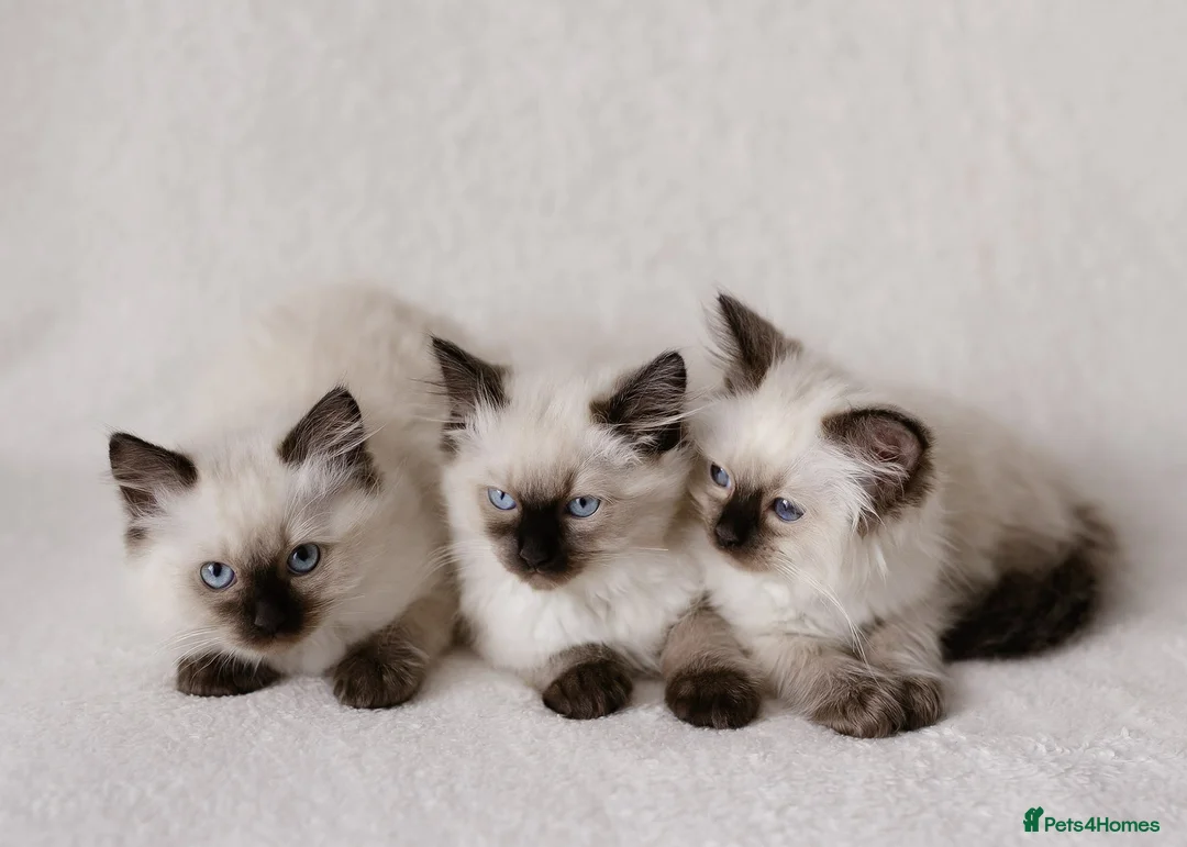 Ragdoll cats for stud: Ragdoll Blue Point Chocolate Carrier Stud  - Advert 9
