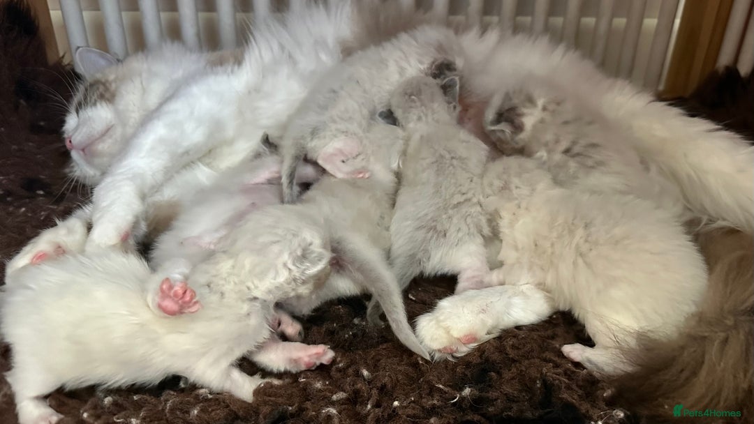 Ragdoll cats for sale: 3 blue bicolour boys  - Image 8