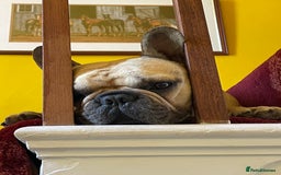 French Bulldog dogs for sale: French Bulldog - Image 10
