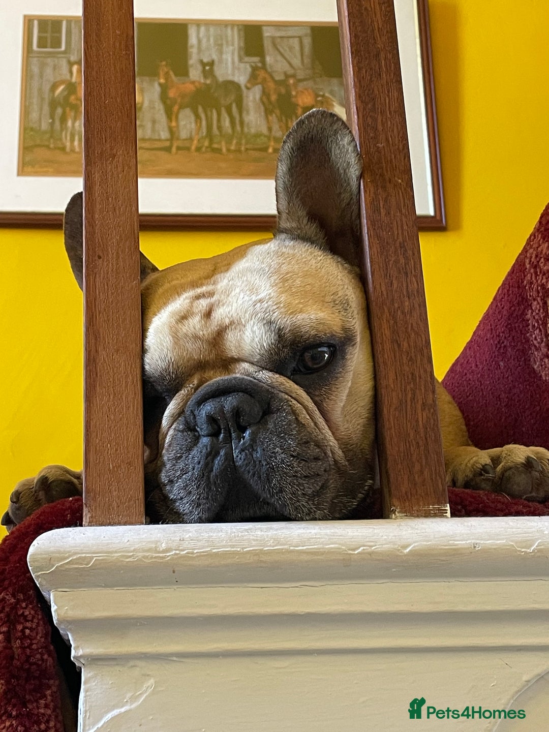 French Bulldog dogs for sale: French Bulldog - Image 10