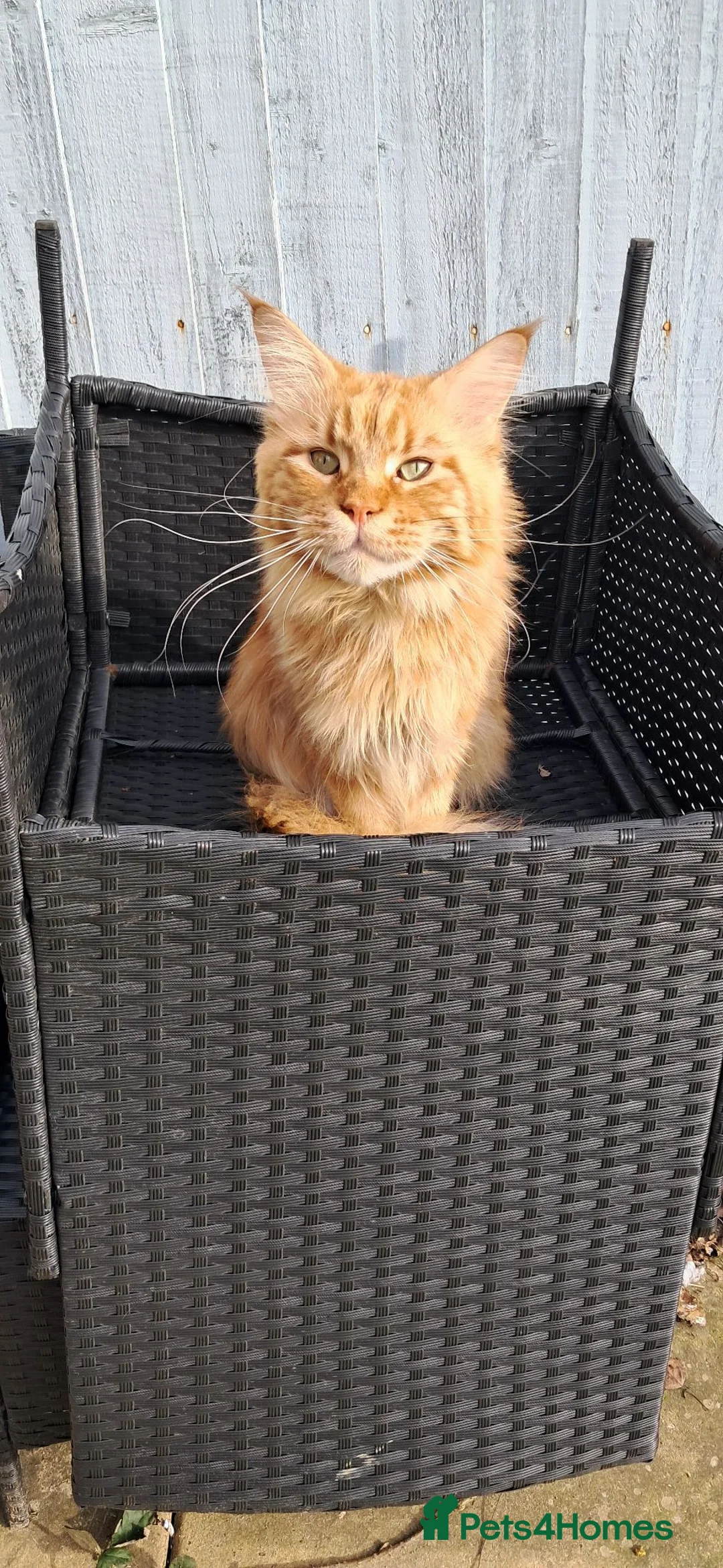 Maine Coon cats for sale: 2 male maine coons in Manchester - Advert 2