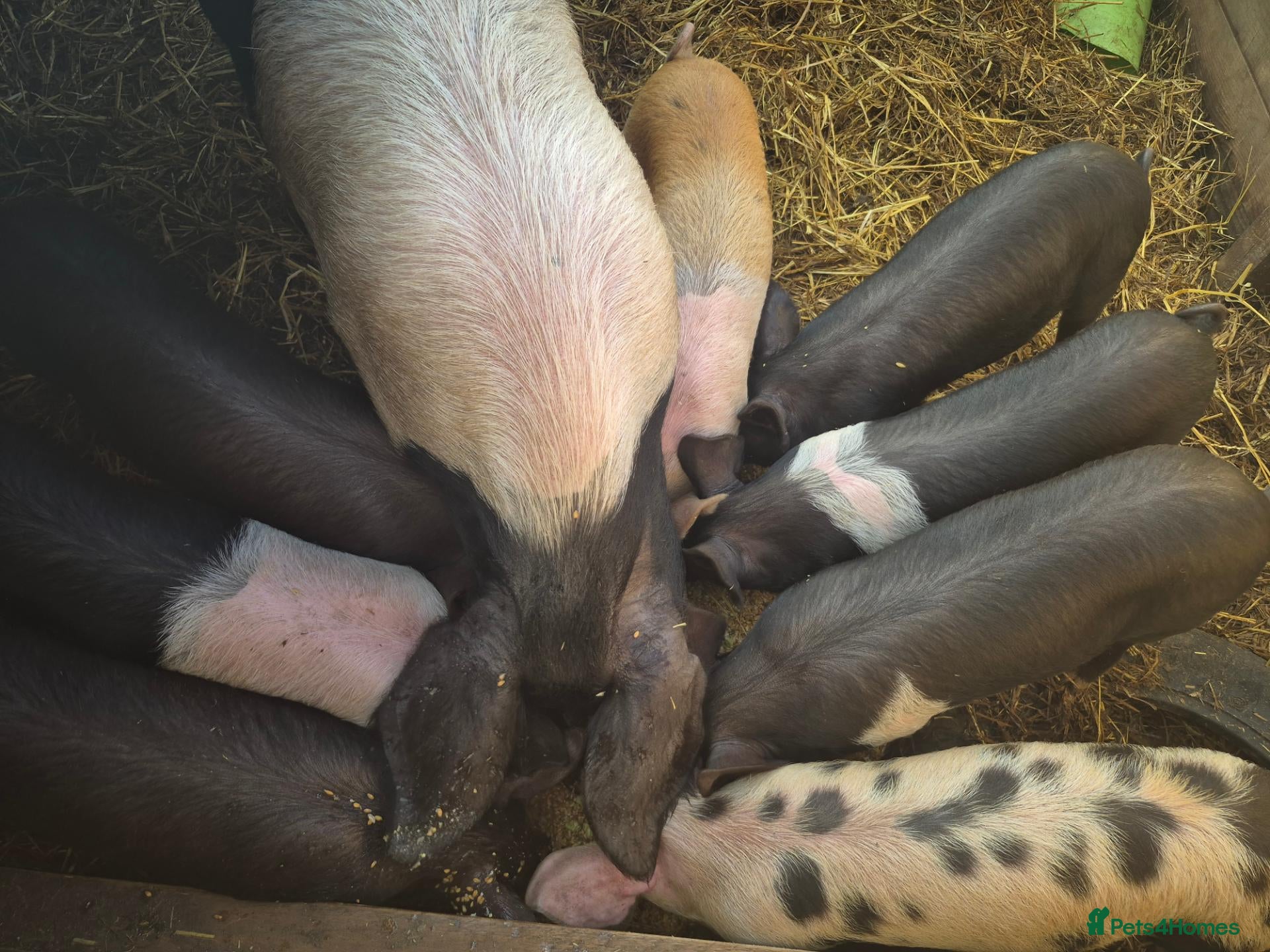 Pig livestock for sale: Saddleback x tamworth  - Advert 1